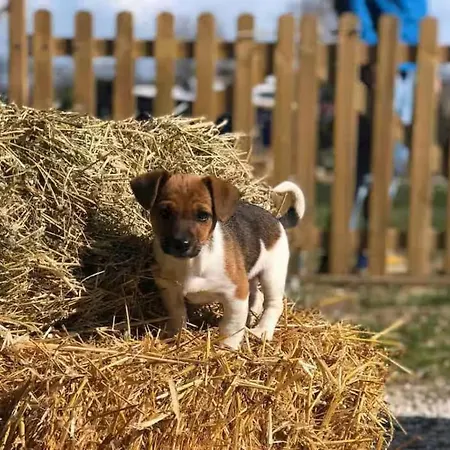 アパート Fattoria Coppetella Cemani Molino di Ancona